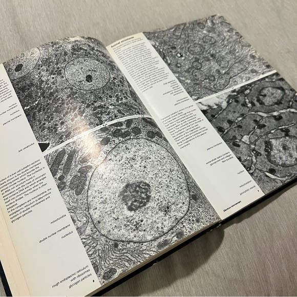 👑Vintage 1980 Biological Structures Atlas Krommenhoek Sebus Esch Hardcover - Picture 10 of 14